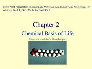 Chapter 2 Chemical Basis of Life Molecular model of a Phospholipid PowerPoint Presentation to accompany  Hole’s Human Anatomy and Physiology,  10 th  edition ,  edited   by S.C. Wache for Biol2064.01 