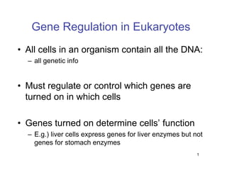 1
Gene Regulation in Eukaryotes
• All cells in an organism contain all the DNA:
– all genetic info
• Must regulate or control which genes are
turned on in which cells
• Genes turned on determine cells’ function
– E.g.) liver cells express genes for liver enzymes but not
genes for stomach enzymes
 