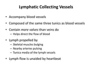 Lymphatic Collecting Vessels
• Accompany blood vessels
• Composed of the same three tunics as blood vessels
• Contain more valves than veins do
– Helps direct the flow of blood
• Lymph propelled by
– Skeletal muscles bulging
– Nearby arteries pulsing
– Tunica media of the lymph vessels
• Lymph flow is unaided by heartbeat
 