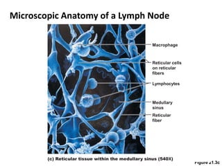 Microscopic Anatomy of a Lymph Node
Figure 21.3c
(c) Reticular tissue within the medullary sinus (540X)
Macrophage
Medullary
sinus
Reticular
fiber
Lymphocytes
Reticular cells
on reticular
fibers
 