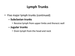 Lymph Trunks
• Five major lymph trunks (continued)
– Subclavian trunks
• Receive lymph from upper limbs and thoracic wall
– Jugular trunks
• Drain lymph from the head and neck
 
