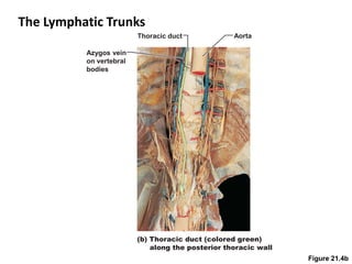 The Lymphatic Trunks
Figure 21.4b
(b) Thoracic duct (colored green)
along the posterior thoracic wall
Azygos vein
on vertebral
bodies
Thoracic duct Aorta
 