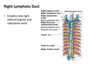 Right Lymphatic Duct
• Empties into right
internal jugular and
subclavian veins
Internal jugular veinsRight jugular trunk
Right lymphatic duct
Right subclavian
trunk
Right subclavian vein
Right broncho-
mediastinal trunk
Brachiocephalic veins
Superior vena cava
Azygos vein
Cisterna chyli
Right lumbar trunk
 