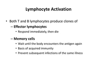 Lymphocyte Activation
• Both T and B lymphocytes produce clones of
– Effector lymphocytes
• Respond immediately, then die
– Memory cells
• Wait until the body encounters the antigen again
• Basis of acquired immunity
• Prevent subsequent infections of the same illness
 