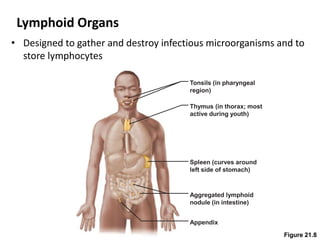 Lymphoid Organs
• Designed to gather and destroy infectious microorganisms and to
store lymphocytes
Figure 21.8
Tonsils (in pharyngeal
region)
Thymus (in thorax; most
active during youth)
Spleen (curves around
left side of stomach)
Aggregated lymphoid
nodule (in intestine)
Appendix
 