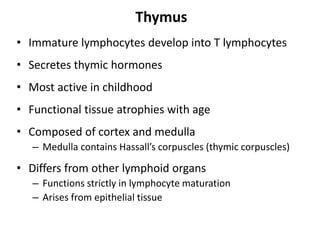 Thymus
• Immature lymphocytes develop into T lymphocytes
• Secretes thymic hormones
• Most active in childhood
• Functional tissue atrophies with age
• Composed of cortex and medulla
– Medulla contains Hassall’s corpuscles (thymic corpuscles)
• Differs from other lymphoid organs
– Functions strictly in lymphocyte maturation
– Arises from epithelial tissue
 
