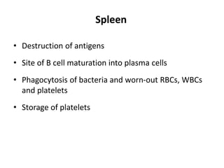 Spleen
• Destruction of antigens
• Site of B cell maturation into plasma cells
• Phagocytosis of bacteria and worn-out RBCs, WBCs
and platelets
• Storage of platelets
 