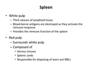 Spleen
• White pulp
– Thick sleeves of lymphoid tissue
– Blood-borne antigens are destroyed as they activate the
immune response
– Provides the immune function of the spleen
• Red pulp
– Surrounds white pulp
– Composed of
• Venous sinuses
• Splenic cords
• Responsible for disposing of worn out RBCs
 