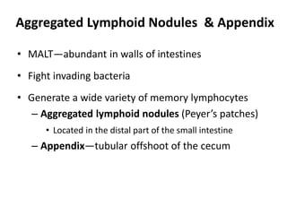 Aggregated Lymphoid Nodules & Appendix
• MALT—abundant in walls of intestines
• Fight invading bacteria
• Generate a wide variety of memory lymphocytes
– Aggregated lymphoid nodules (Peyer’s patches)
• Located in the distal part of the small intestine
– Appendix—tubular offshoot of the cecum
 
