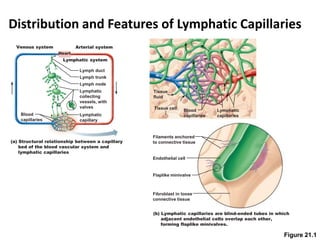 Distribution and Features of Lymphatic Capillaries
Figure 21.1
Lymphatic system
Lymph duct
Lymph trunk
Lymph node
Lymphatic
capillary
Blood
capillaries
Lymphatic
collecting
vessels, with
valves
(a) Structural relationship between a capillary
bed of the blood vascular system and
lymphatic capillaries
Heart
Arterial systemVenous system
Filaments anchored
to connective tissue
Fibroblast in loose
connective tissue
Endothelial cell
Flaplike minivalve
(b) Lymphatic capillaries are blind-ended tubes in which
adjacent endothelial cells overlap each other,
forming flaplike minivalves.
Tissue
fluid
Tissue cell Blood
capillaries
Lymphatic
capillaries
 
