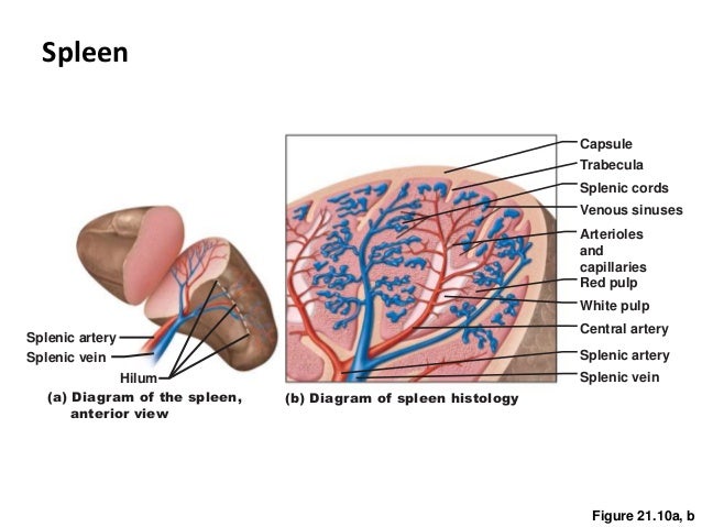 diagram of spleen ch20 21lymphatic immune system diagram of spleen ch20 21lymphatic immune system