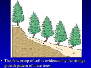 • The slow creep of soil is evidenced by the strange
growth pattern of these trees.
 