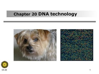 Chapter 20  DNA technology 