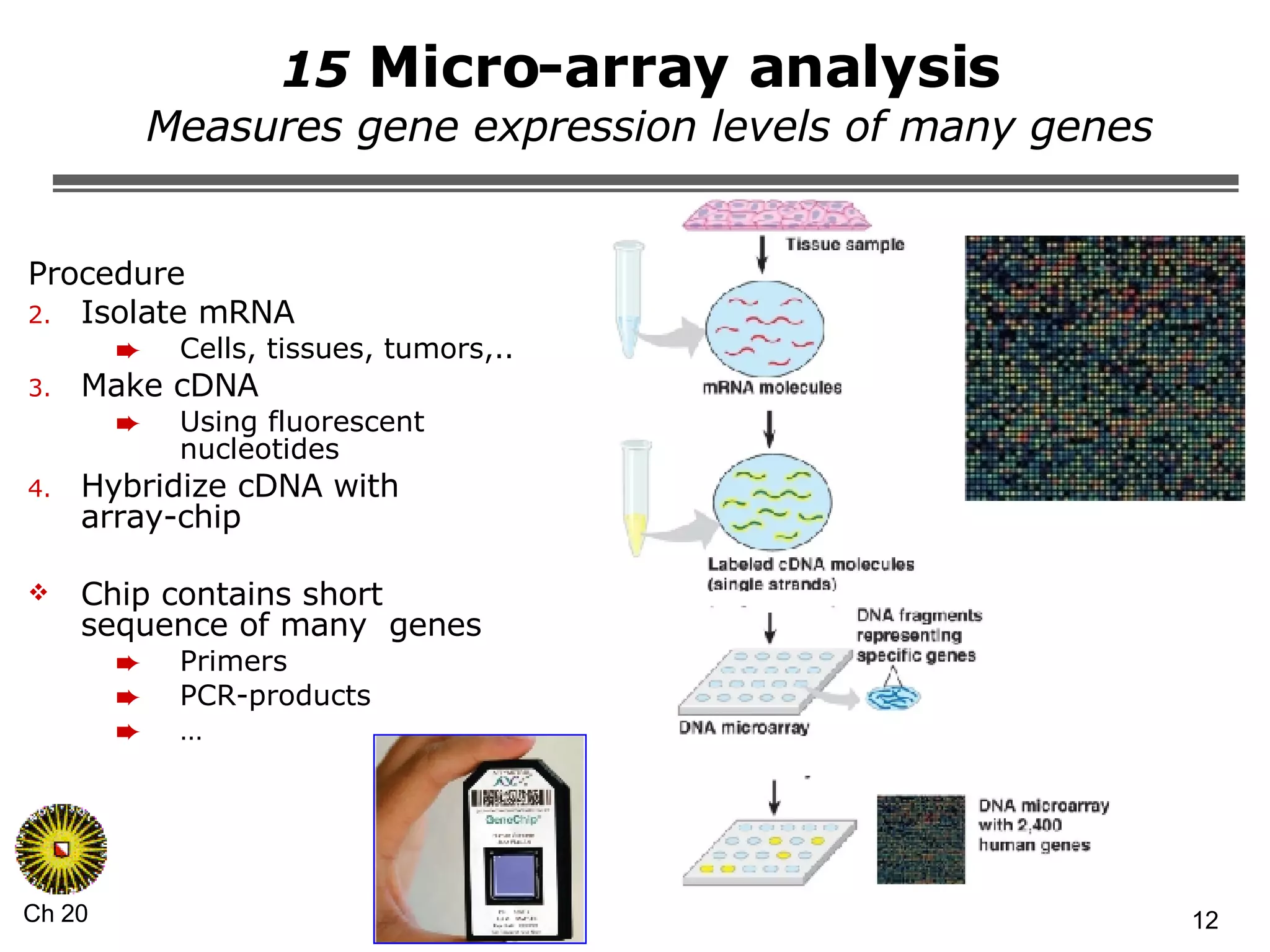 15  Micro-array analysis  Measures gene expression levels of many genes Procedure Isolate mRNA Cells, tissues, tumors,.. Make cDNA Using fluorescent nucleotides Hybridize cDNA with array-chip Chip contains short sequence of many  genes Primers PCR-products … 