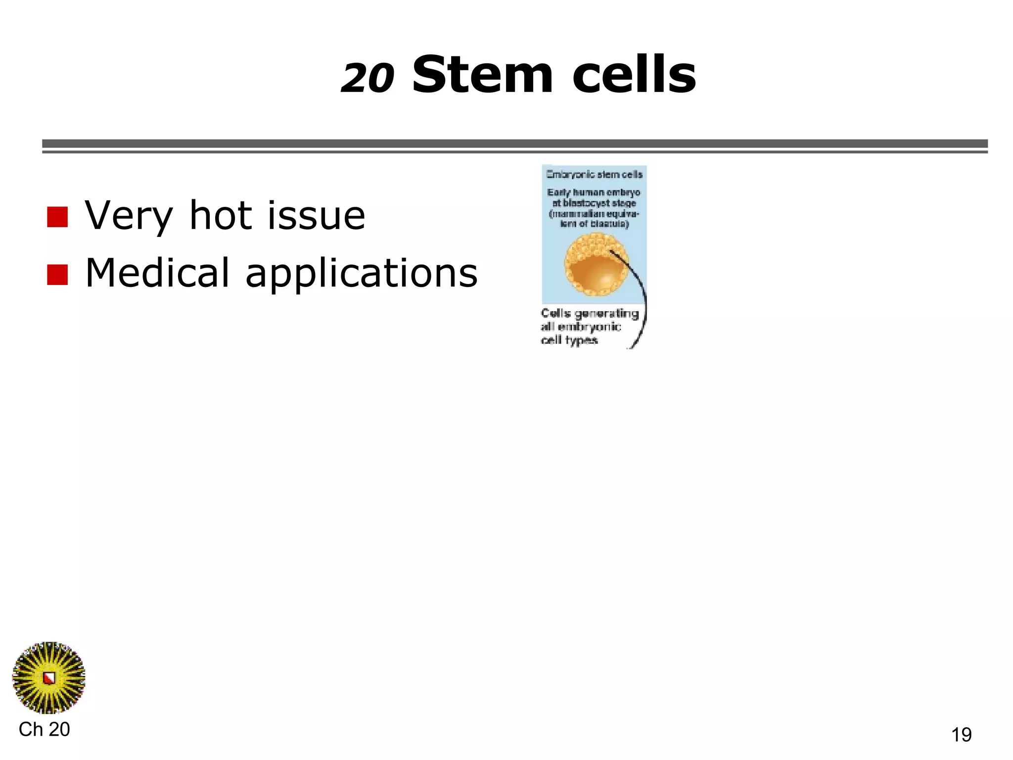 20  Stem cells Very hot issue Medical applications 