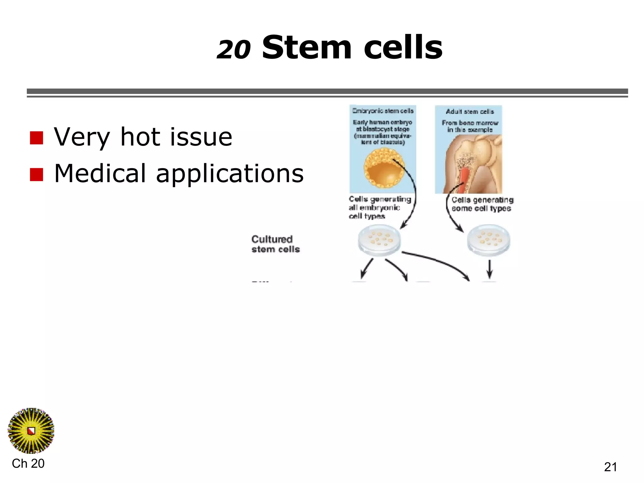 20  Stem cells Very hot issue Medical applications 