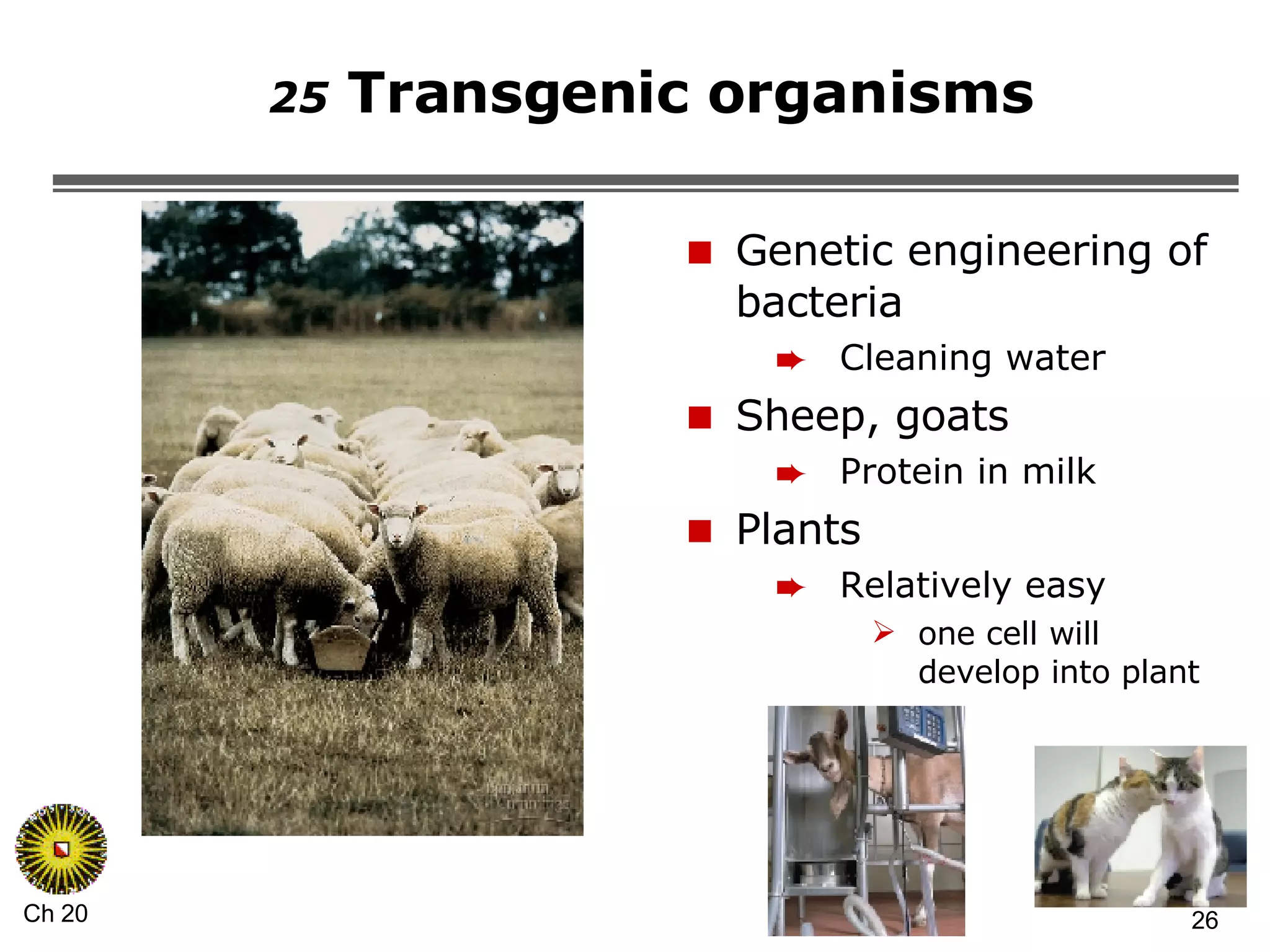25  Transgenic organisms Genetic engineering of bacteria Cleaning water Sheep, goats Protein in milk Plants Relatively easy one cell will develop into plant 