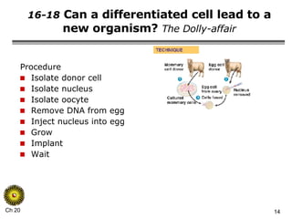 16-18  Can a differentiated cell lead to a new organism?  The Dolly-affair Procedure Isolate donor cell Isolate nucleus Isolate oocyte Remove DNA from egg Inject nucleus into egg Grow Implant Wait 