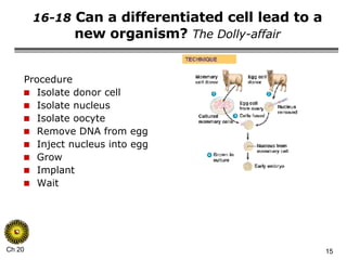 16-18  Can a differentiated cell lead to a new organism?  The Dolly-affair Procedure Isolate donor cell Isolate nucleus Isolate oocyte Remove DNA from egg Inject nucleus into egg Grow Implant Wait 