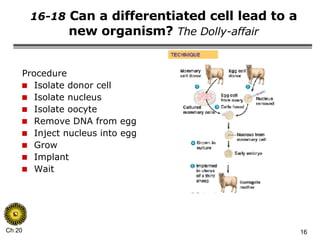 16-18  Can a differentiated cell lead to a new organism?  The Dolly-affair Procedure Isolate donor cell Isolate nucleus Isolate oocyte Remove DNA from egg Inject nucleus into egg Grow Implant Wait 