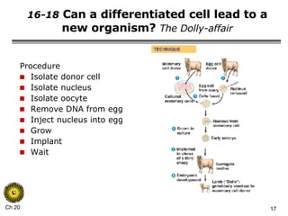 16-18  Can a differentiated cell lead to a new organism?  The Dolly-affair Procedure Isolate donor cell Isolate nucleus Isolate oocyte Remove DNA from egg Inject nucleus into egg Grow Implant Wait 
