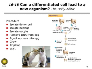 16-18  Can a differentiated cell lead to a new organism?  The Dolly-affair Procedure Isolate donor cell Isolate nucleus Isolate oocyte Remove DNA from egg Inject nucleus into egg Grow Implant Wait 