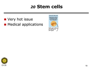 20  Stem cells Very hot issue Medical applications 