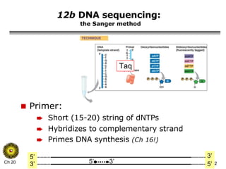 Primer: Short (15-20) string of dNTPs Hybridizes to complementary strand Primes DNA synthesis  (Ch 16!) 12b  DNA sequencing:   the Sanger method 3’ 5’ 3’ 5’ Taq 5’ 3’ 