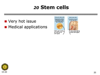 20  Stem cells Very hot issue Medical applications 