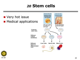 20  Stem cells Very hot issue Medical applications 