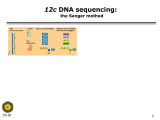 12c  DNA sequencing:   the Sanger method 