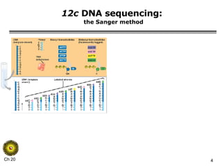 12c  DNA sequencing:   the Sanger method 