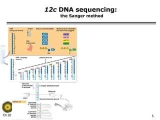 12c  DNA sequencing:   the Sanger method 