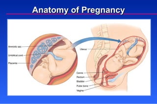 Obstetrics and Gynecology | PPT