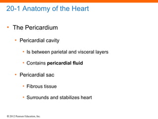 © 2012 Pearson Education, Inc.
20-1 Anatomy of the Heart
• The Pericardium
• Pericardial cavity
• Is between parietal and visceral layers
• Contains pericardial fluid
• Pericardial sac
• Fibrous tissue
• Surrounds and stabilizes heart
 