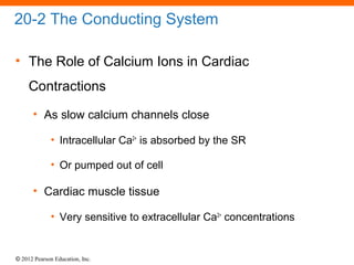 © 2012 Pearson Education, Inc.
20-2 The Conducting System
• The Role of Calcium Ions in Cardiac
Contractions
• As slow calcium channels close
• Intracellular Ca2+
is absorbed by the SR
• Or pumped out of cell
• Cardiac muscle tissue
• Very sensitive to extracellular Ca2+
concentrations
 
