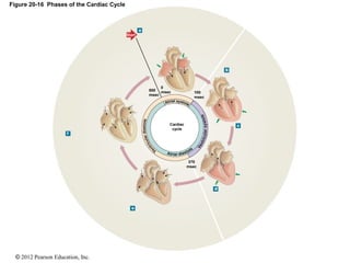 © 2012 Pearson Education, Inc.
Figure 20-16 Phases of the Cardiac Cycle
Cardiac
cycle
370
msec
100
msec
0
msec800
msec
Start
 
