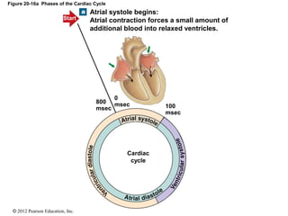 © 2012 Pearson Education, Inc.
Figure 20-16a Phases of the Cardiac Cycle
Cardiac
cycle
100
msec
0
msec800
msec
Atrial systole begins:
Atrial contraction forces a small amount of
additional blood into relaxed ventricles.
Start
 
