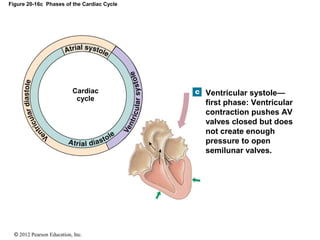 © 2012 Pearson Education, Inc.
Figure 20-16c Phases of the Cardiac Cycle
Cardiac
cycle
Ventricular systole—
first phase: Ventricular
contraction pushes AV
valves closed but does
not create enough
pressure to open
semilunar valves.
 
