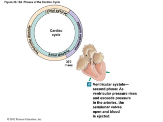 © 2012 Pearson Education, Inc.
Figure 20-16d Phases of the Cardiac Cycle
Cardiac
cycle
370
msec
Ventricular systole—
second phase: As
ventricular pressure rises
and exceeds pressure
in the arteries, the
semilunar valves
open and blood
is ejected.
 