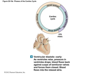 © 2012 Pearson Education, Inc.
Figure 20-16e Phases of the Cardiac Cycle
Cardiac
cycle
370
msec
Ventricular diastole—early:
As ventricles relax, pressure in
ventricles drops; blood flows back
against cusps of semilunar valves
and forces them closed. Blood
flows into the relaxed atria.
 