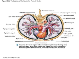 © 2012 Pearson Education, Inc.
Figure 20-2b The Location of the Heart in the Thoracic Cavity
Right ventricle
Aortic
arch
Posterior mediastinum
Aorta (arch segment removed)
Left pulmonary artery
Left pulmonary vein
Pulmonary trunk
Left ventricle
Epicardium
Pericardial sac
Anterior mediastinum
Pericardial cavity
Right atrium
Left atrium
Right pulmonary artery
Right pulmonary vein
Superior vena cava
Esophagus
Right pleural cavity
Bronchus of lung
Right
lung Left
lung
Left pleural cavity
A superior view of the organs in the mediastinum; portions of the lungs have
been removed to reveal blood vessels and airways. The heart is situated in
the anterior part of the mediastinum, immediately posterior to the sternum.
 