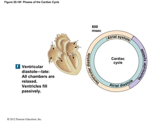 © 2012 Pearson Education, Inc.
Figure 20-16f Phases of the Cardiac Cycle
Cardiac
cycle
Ventricular
diastole—late:
All chambers are
relaxed.
Ventricles fill
passively.
800
msec
 