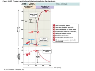 © 2012 Pearson Education, Inc.
Figure 20-17 Pressure and Volume Relationships in the Cardiac Cycle
ATRIAL
SYSTOLE
ATRIAL
DIASTOLE
VENTRICULAR
DIASTOLE
VENTRICULAR
SYSTOLE
Stroke
volume
End-diastolic
volume
Left
ventricular
volume(mL)
Pressure
(mmHg)
Aortic valve
opens
Aorta
Left
ventricle
Left atrium Left AV
valve closes AV valves open; passive ventricular
filling occurs.
Isovolumetric relaxation occurs.
Semilunar valves close.
Ventricular ejection occurs.
Isovolumetric ventricular contraction.
Atrial systole ends; AV valves close.
Atria eject blood into ventricles.
Atrial contraction begins.
ATRIAL DIASTOLE
Time (msec)
 