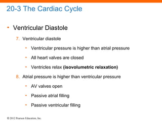 © 2012 Pearson Education, Inc.
20-3 The Cardiac Cycle
• Ventricular Diastole
7. Ventricular diastole
• Ventricular pressure is higher than atrial pressure
• All heart valves are closed
• Ventricles relax (isovolumetric relaxation)
8. Atrial pressure is higher than ventricular pressure
• AV valves open
• Passive atrial filling
• Passive ventricular filling
 