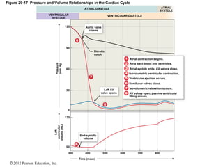 © 2012 Pearson Education, Inc.
Figure 20-17 Pressure and Volume Relationships in the Cardiac Cycle
ATRIAL
SYSTOLE
ATRIAL DIASTOLE
VENTRICULAR
SYSTOLE
VENTRICULAR DIASTOLE
AV valves open; passive ventricular
filling occurs.
Isovolumetric relaxation occurs.
Semilunar valves close.
Ventricular ejection occurs.
Isovolumetric ventricular contraction.
Atrial systole ends; AV valves close.
Atria eject blood into ventricles.
Atrial contraction begins.
Time (msec)
End-systolic
volume
Aortic valve
closes
Dicrotic
notch
Left AV
valve opens
Left
ventricular
volume(mL)
Pressure
(mmHg)
 