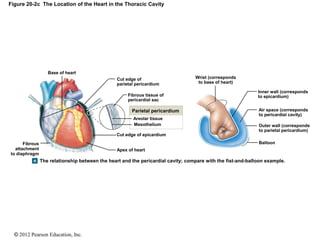 © 2012 Pearson Education, Inc.
Figure 20-2c The Location of the Heart in the Thoracic Cavity
Wrist (corresponds
to base of heart)
Inner wall (corresponds
to epicardium)
Air space (corresponds
to pericardial cavity)
Outer wall (corresponds
to parietal pericardium)
Balloon
Cut edge of
parietal pericardium
Fibrous tissue of
pericardial sac
Parietal pericardium
Areolar tissue
Mesothelium
Cut edge of epicardium
Apex of heart
Base of heart
Fibrous
attachment
to diaphragm
The relationship between the heart and the pericardial cavity; compare with the fist-and-balloon example.
 