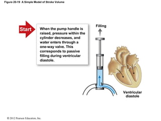 © 2012 Pearson Education, Inc.
Figure 20-19 A Simple Model of Stroke Volume
Filling
Ventricular
diastole
When the pump handle is
raised, pressure within the
cylinder decreases, and
water enters through a
one-way valve. This
corresponds to passive
filling during ventricular
diastole.
Start
 