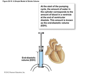 © 2012 Pearson Education, Inc.
Figure 20-19 A Simple Model of Stroke Volume
At the start of the pumping
cycle, the amount of water in
the cylinder corresponds to the
amount of blood in a ventricle
at the end of ventricular
diastole. This amount is known
as the end-diastolic volume
(EDV).
End-diastolic
volume (EDV)
 