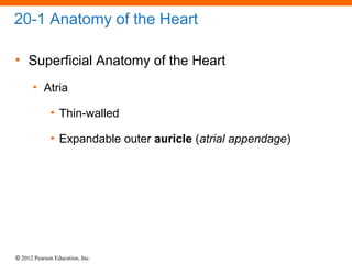 © 2012 Pearson Education, Inc.
20-1 Anatomy of the Heart
• Superficial Anatomy of the Heart
• Atria
• Thin-walled
• Expandable outer auricle (atrial appendage)
 